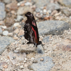 Podotricha telesiphe