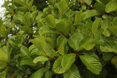 Duroia