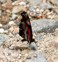 Podotricha telesiphe