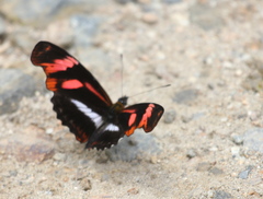 Podotricha telesiphe