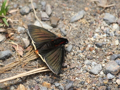 Pyrrhopyge