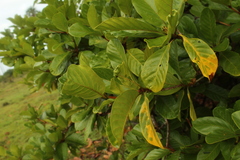 Duroia