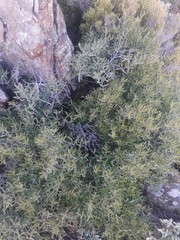 Phillyrea angustifolia