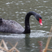 Cisne Negro - Photo (c) William Stephens, algunos derechos reservados (CC BY), subido por William Stephens