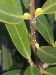 Phillyrea angustifolia