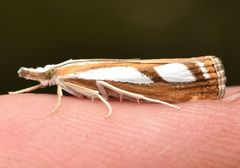 Catoptria permutatellus