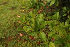 Duroia