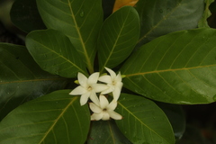 Duroia