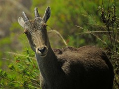 Nilgiritragus hylocrius