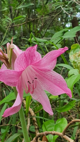 Hippeastrum reticulatum