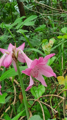 Hippeastrum reticulatum