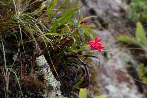 Mandevilla andina