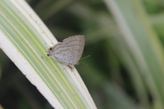 Hypolycaena philippus