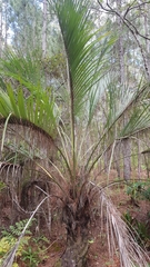 Butia catarinensis
