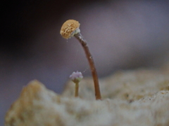 Sclerophora amabilis