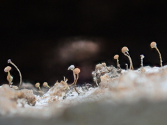 Sclerophora amabilis