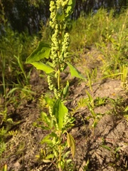 Chenopodium acerifolium