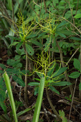 Peperomia vestita