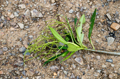Peperomia vestita