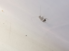 Planuncus tingitanus