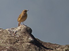 Anthus nilghiriensis