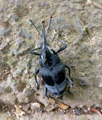 Cactophagus pruinosus