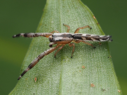 Pike Slender Jumper photo 3