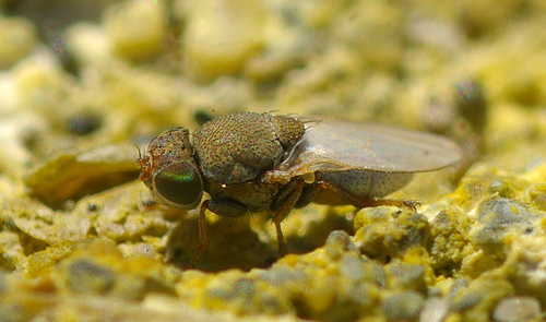 Hecamede granifera