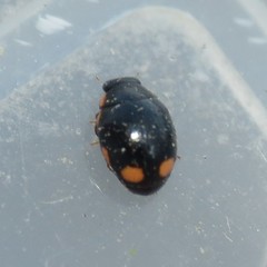 Hyperaspis quadrioculata