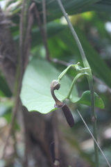 Aristolochia acuminata