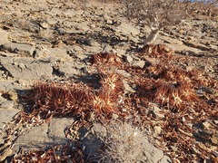 Aloe argenticauda