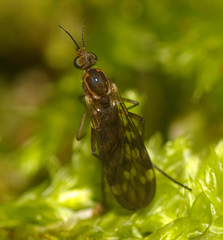 Sylvicola undulatus