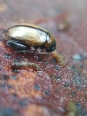 Longitarsus nigrofasciatus