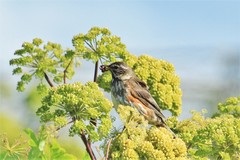 Turdus iliacus coburni