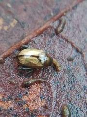 Longitarsus nigrofasciatus
