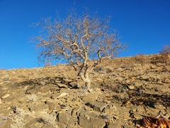 Commiphora tenuipetiolata