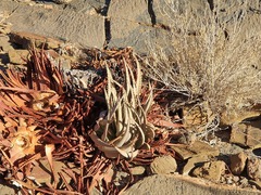 Aloe argenticauda