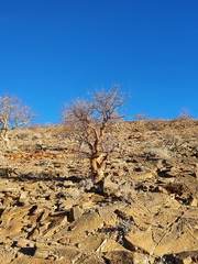 Commiphora glaucescens