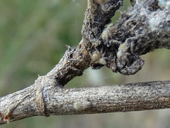 Heliophanus equester