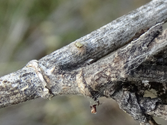 Heliophanus equester