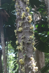 Syzygium cormiflorum