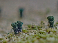 Microcalicium disseminatum