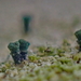 Microcalicium disseminatum - Photo (c) Tyson Ehlers, algunos derechos reservados (CC BY-SA), subido por Tyson Ehlers