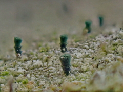 Microcalicium disseminatum