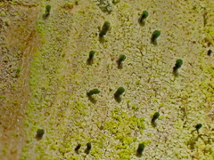 Microcalicium disseminatum