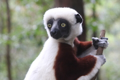 Propithecus coquereli