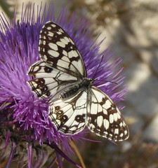 Melanargia ines
