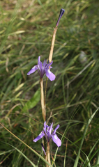 Moraea sisyrinchium