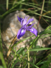 Moraea sisyrinchium