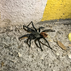 Tliltocatl epicureanus